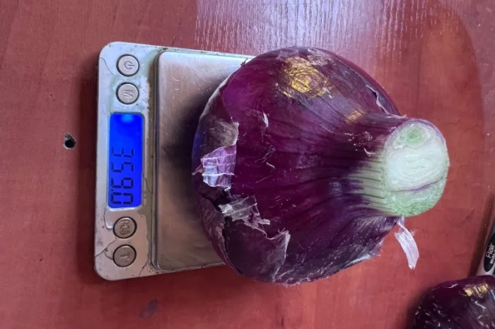 Продаж ялтинської цибулі- фото № 2