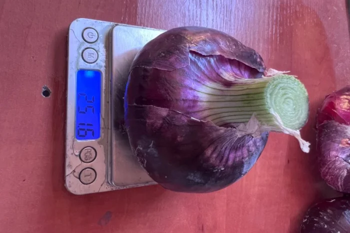 Продаж ялтинської цибулі- фото № 3