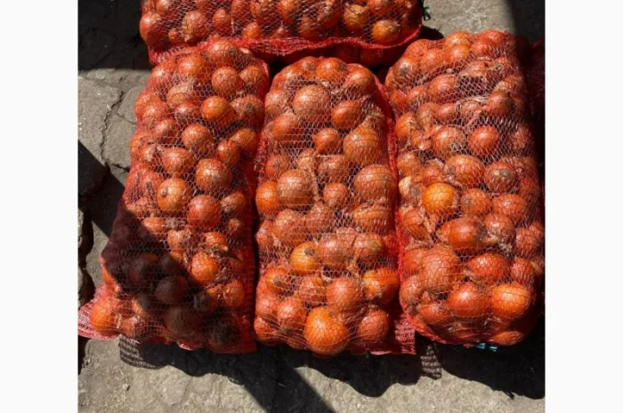 Фасованный лук Медуза, опт от 1 тонны- фото № 2