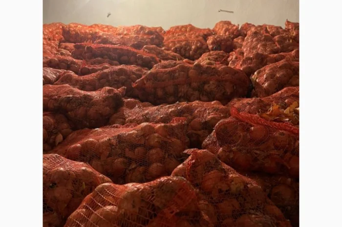 Цибуля ріпчаста оптом від виробника- фото № 1