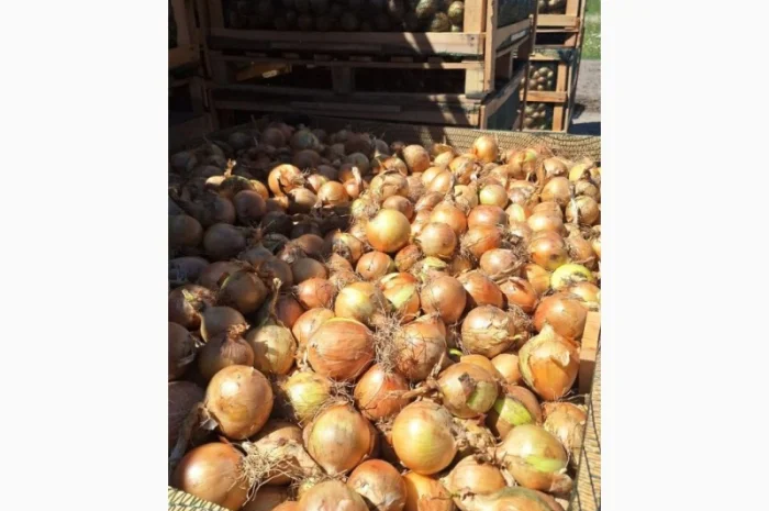 Прямі поставки цибулі з Польщі- фото № 1