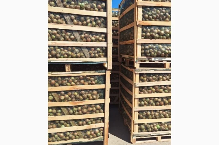 Прямі поставки цибулі з Польщі- фото № 2