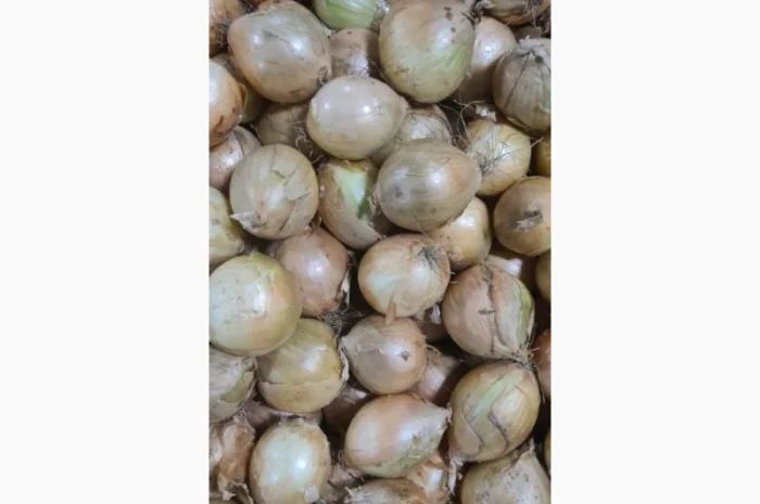 Прямі поставки цибулі з Польщі- фото № 5