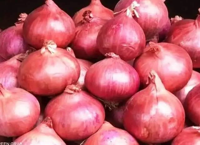 Цибуля та часник з Египту на продаж- фото № 1