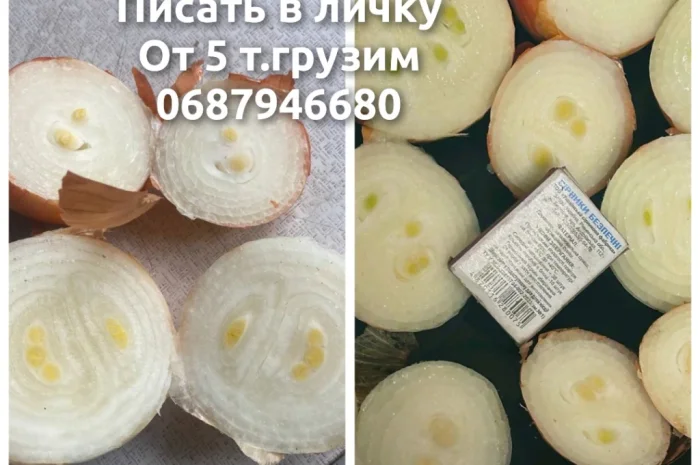 Лук на выгонку пера в продаже- фото № 1