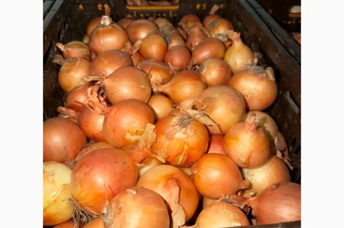 Якісна цибуля на продаж- фото № 1