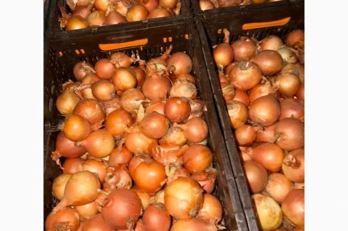 Якісна цибуля на продаж- фото № 2