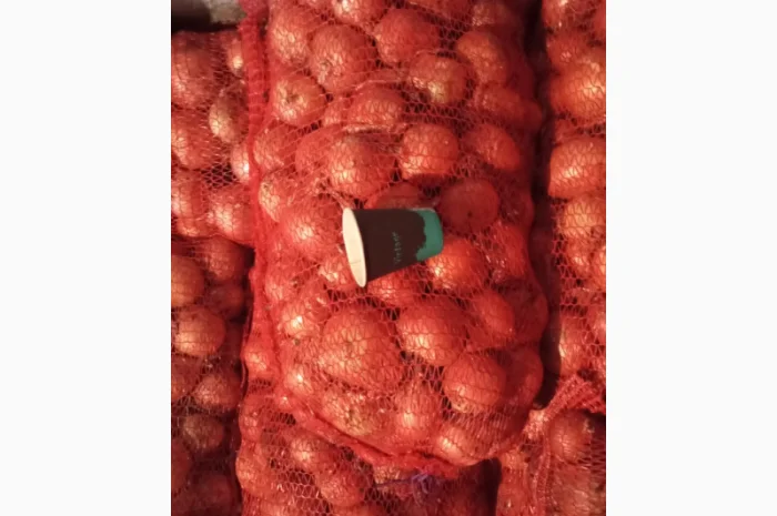 Продажа цибулі манас, калібр 4-8 см- фото № 1