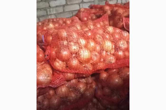 Продажа цибулі манас, калібр 4-8 см- фото № 2