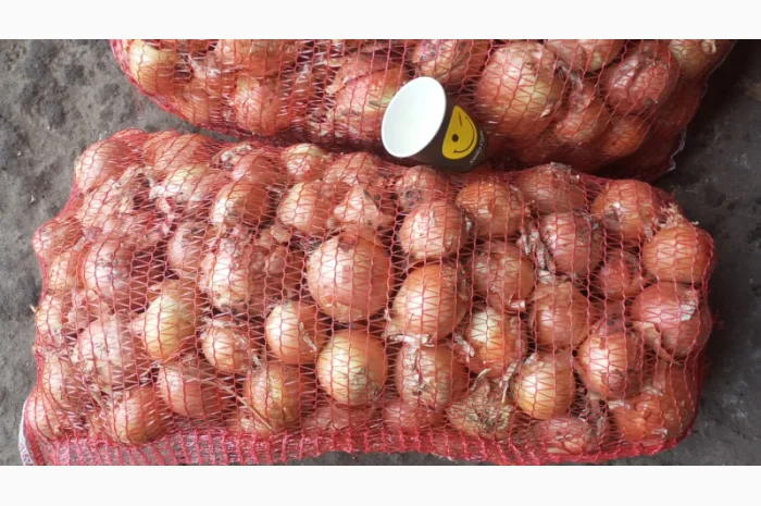 Продажа цибулі манас, калібр 4-8 см- фото № 3