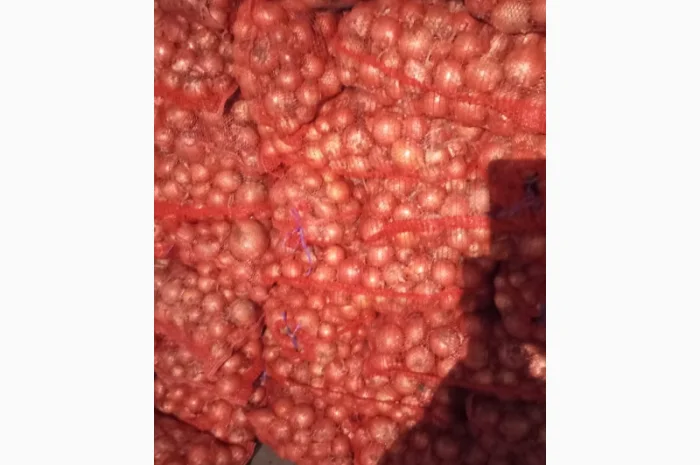 Продажа цибулі манас, калібр 4-8 см- фото № 4