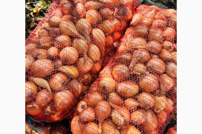 Цибуля на продаж- фото № 2