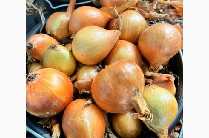 Цибуля на продаж- фото № 3