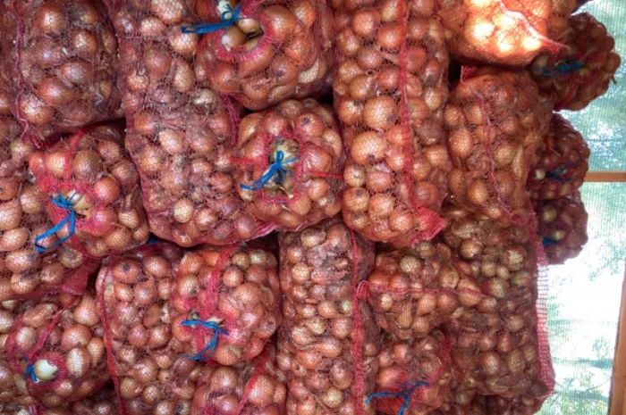 Продаю Цибулю сорту Фотон- фото № 3