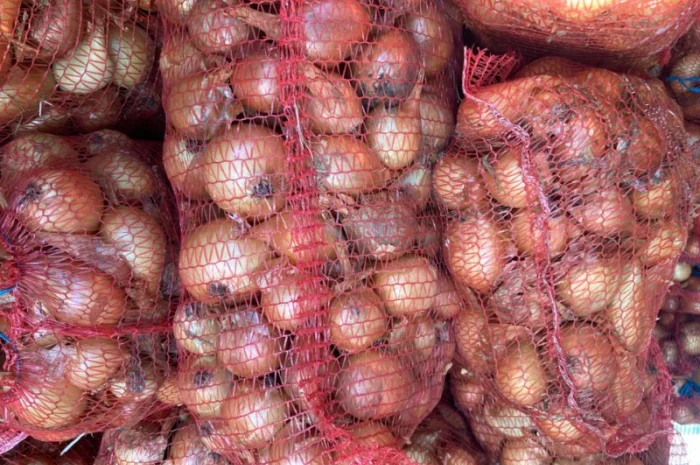 Продаю Цибулю сорту Фотон- фото № 4