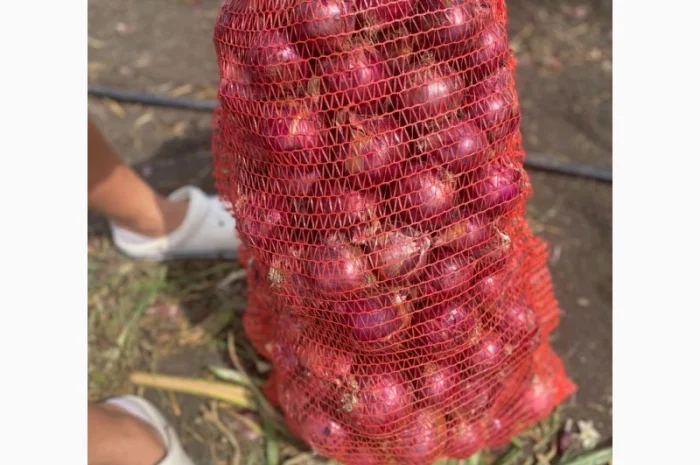 Продаж цибулі Свіфт та Фабула- фото № 10