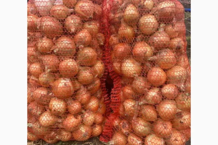 Продаж цибулі Свіфт та Фабула- фото № 11