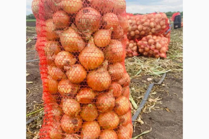 Продаж цибулі Свіфт та Фабула- фото № 2