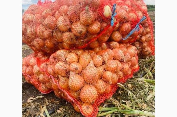 Продаж цибулі Свіфт та Фабула- фото № 3