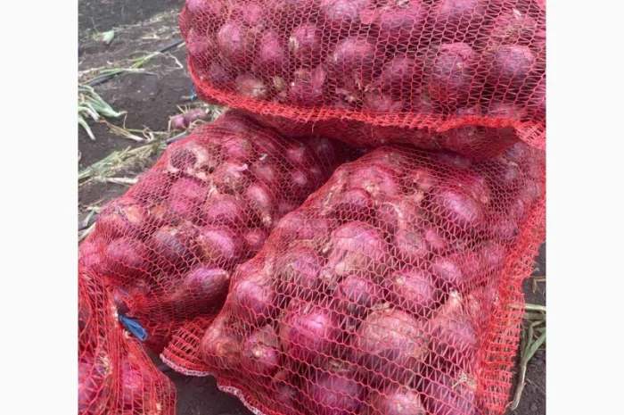 Продаж цибулі Свіфт та Фабула- фото № 4