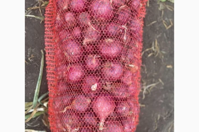 Продаж цибулі Свіфт та Фабула- фото № 7