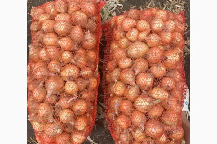 Продаж цибулі Свіфт та Фабула- фото № 8