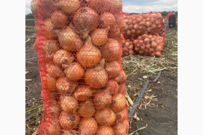 Продаж цибулі Свіфт та Фабула- фото № 9