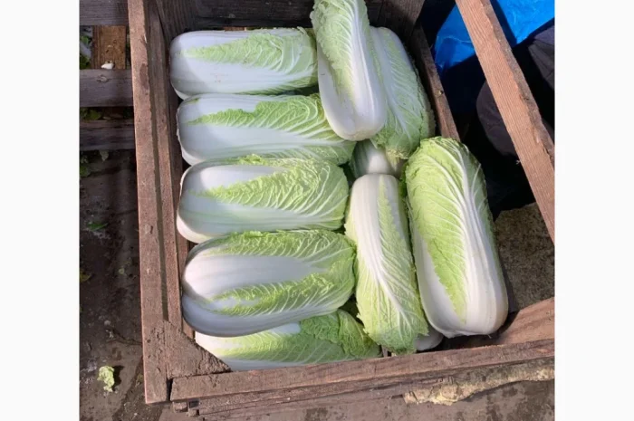 Пекінська капуста для експорту- фото № 5