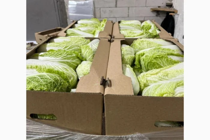 Пекінська капуста для експорту- фото № 2