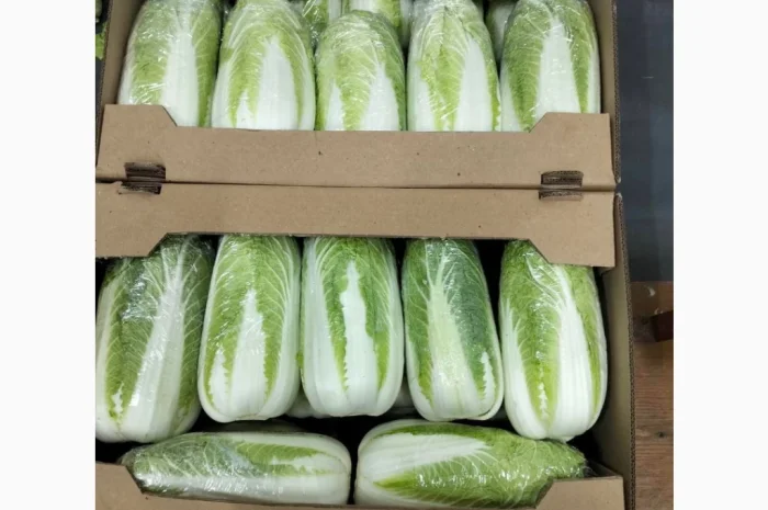 Пекінська капуста для експорту- фото № 1