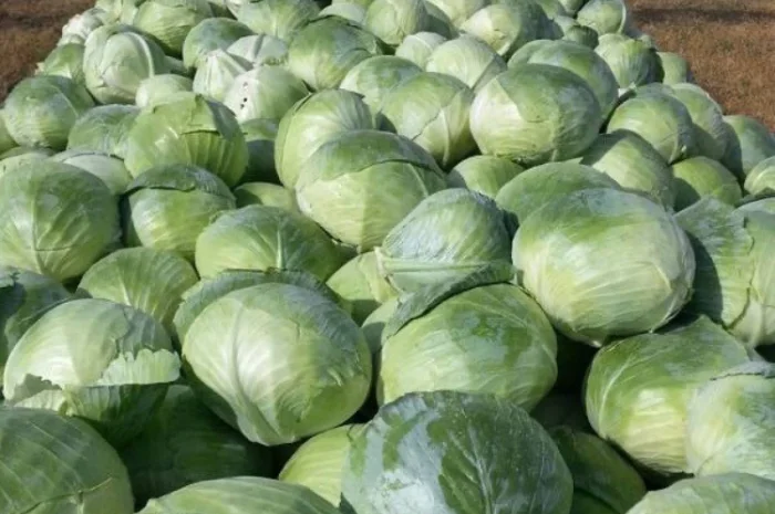 Продается капуста сорта Центурион оптом- фото № 1