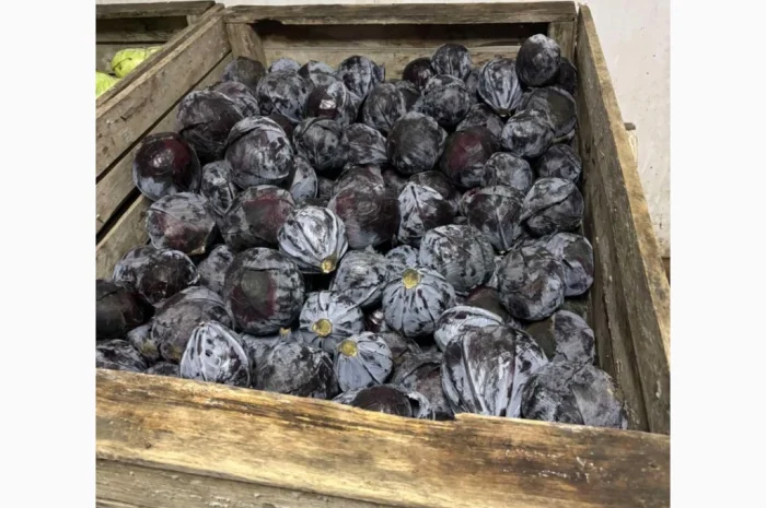 Капуста краснокочанная на продажу- фото № 1