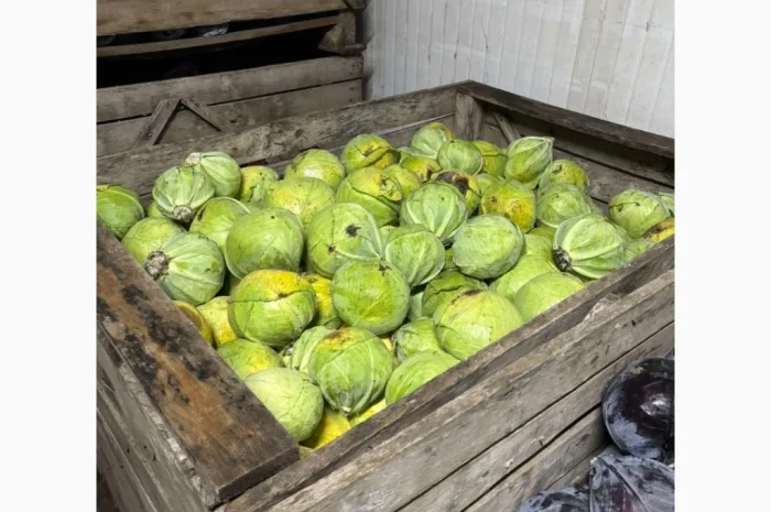 Капуста білокачанна від фермерського господарства- фото № 1