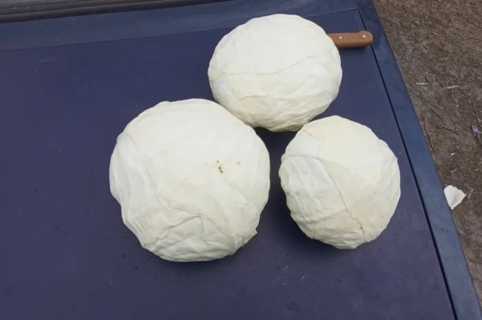 Капуста сорту Агресор на продаж- фото № 1