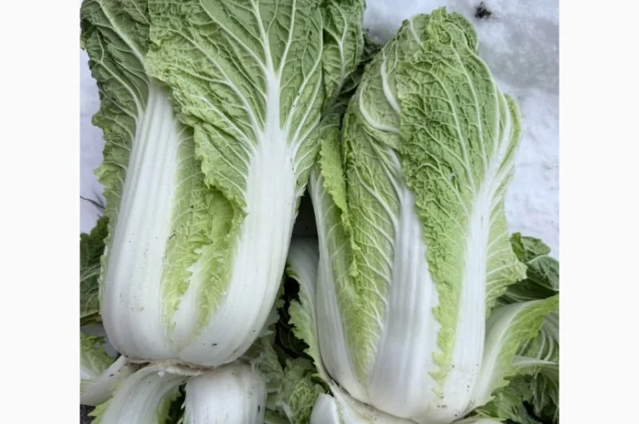 Покупка Пекінської капусти на постійній основі- фото № 1