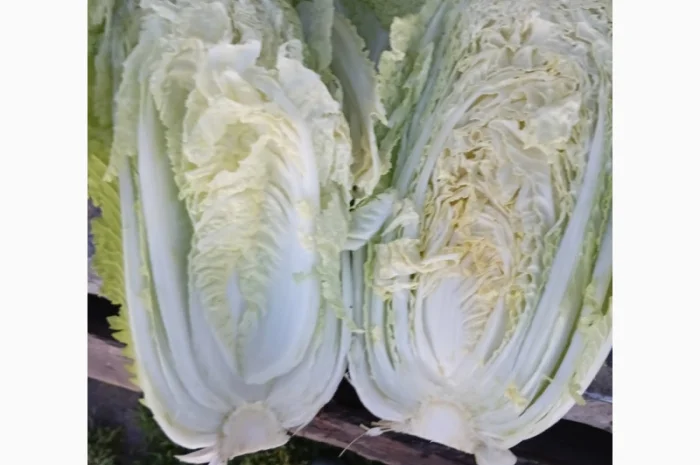 Покупка Пекінської капусти на постійній основі- фото № 4