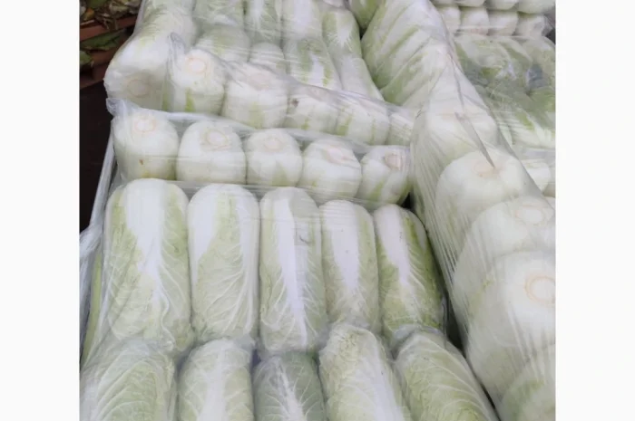 Покупка Пекінської капусти на постійній основі- фото № 10