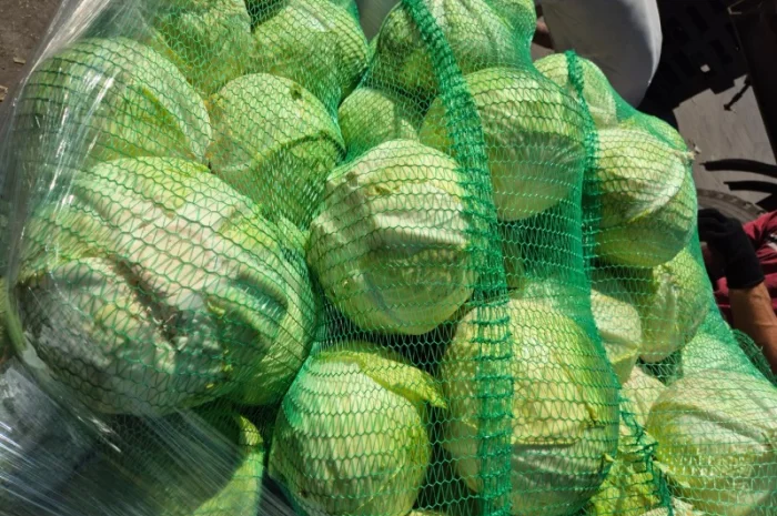 Капуста на продаж- фото № 1