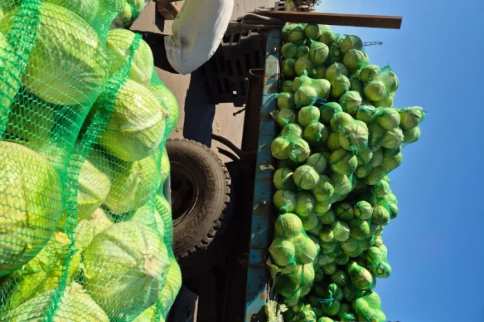 Капуста на продаж- фото № 2