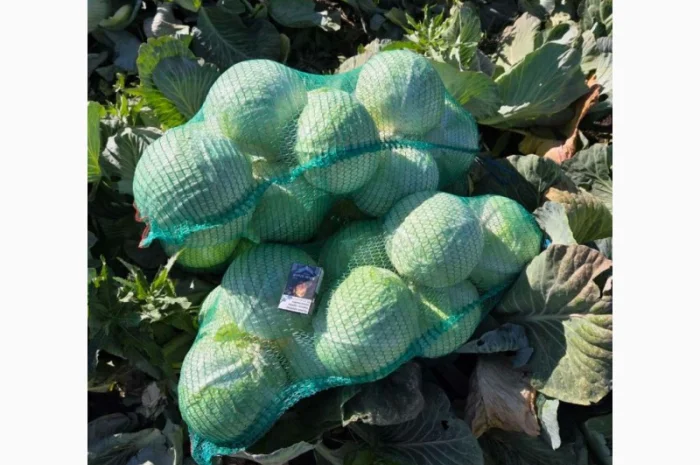 Капуста на продаж- фото № 4