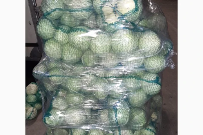 Капуста сорту Сторідор і Аргесор на продаж- фото № 3