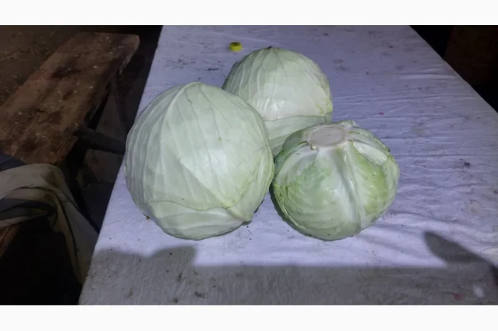 Капуста сорту Агресор на продаж- фото № 1