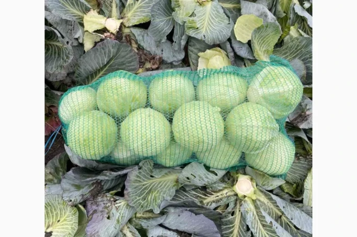 Капуста Сторідор відмінної якості- фото № 1