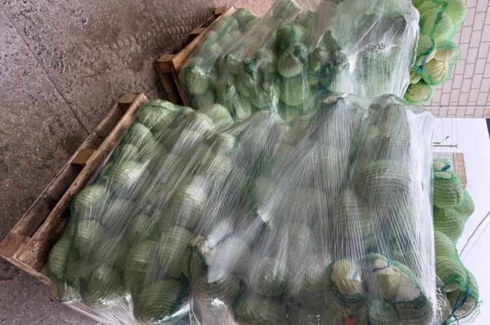 Капуста сорт Агресор, 25 кг, гуртом- фото № 2