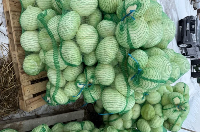 Капуста сорт Агресор, 25 кг, гуртом- фото № 5