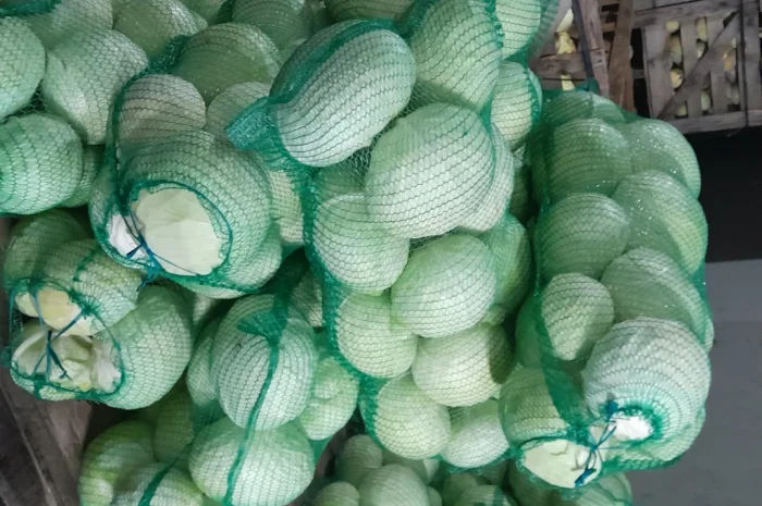 Капуста сорт Агресор на продаж- фото № 1