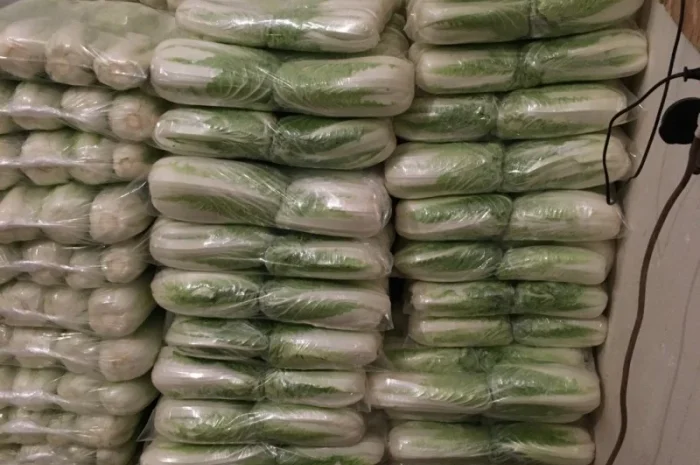 Закупка пекінської капусти від 20 тонн у Луцьку- фото № 1
