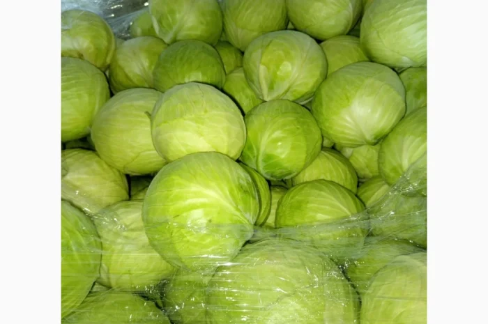 Капуста белая и красная на продажу- фото № 1