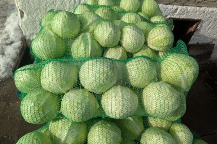 Капуста на продаж- фото № 2