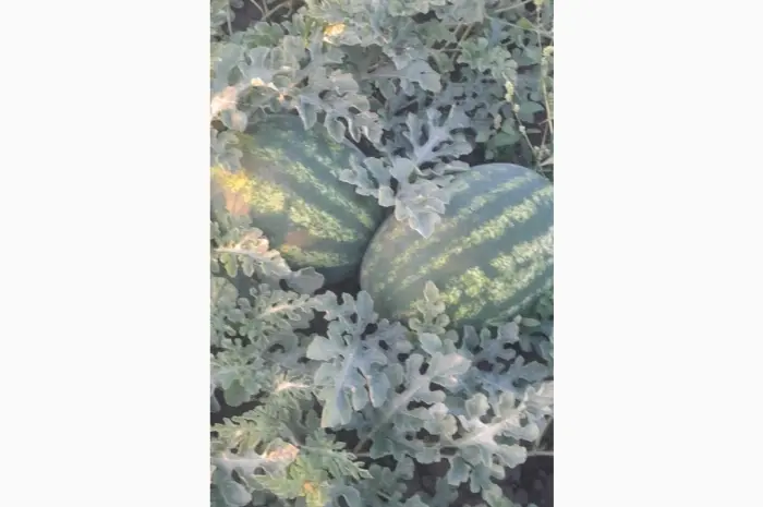 Продам арбуз- фото № 2